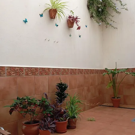 Amapola * Malaga